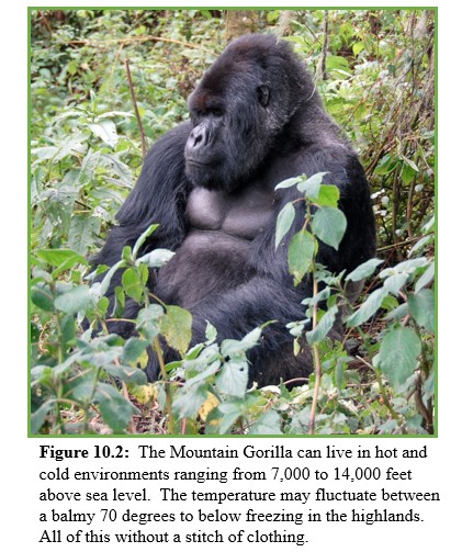 Mountain gorilla
