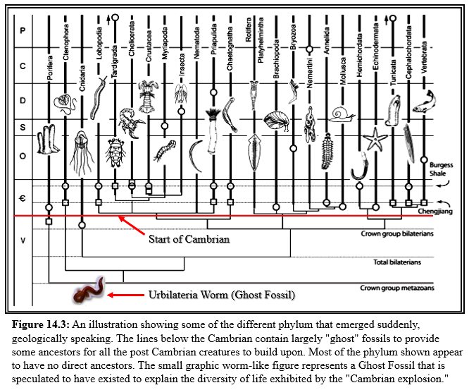 Cambrian Phylum