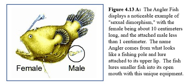 Angler fish