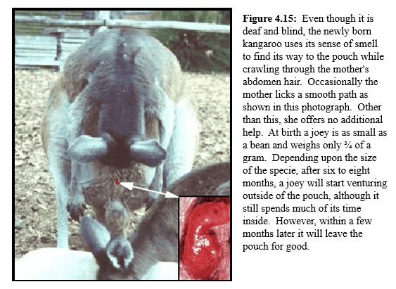 Kangaroo