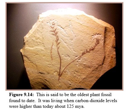 Oldest flowering plant